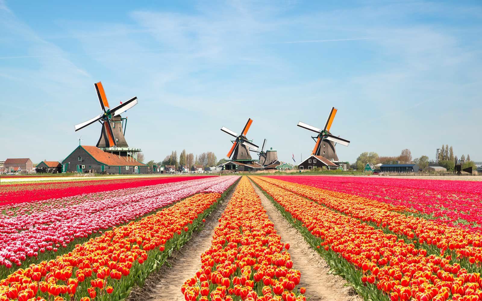 The Hidden Charms of the Netherlands: Beyond Windmills and Tulips